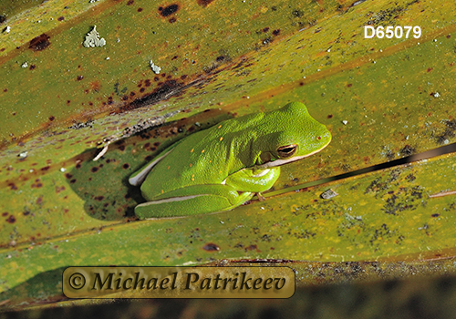 Green Treefrog (Hyla cinerea)
